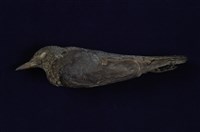 藏品(藍磯鶇)的圖片